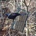 Talkin' Birds: The Great Backyard Bird Count