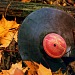 Autumn Equinox: Changes & Sounds of the Season on American Routes - Friday at Noon